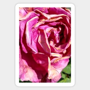 Hot Pink Dead Rose Sticker